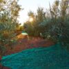 Raccolta delle Olive