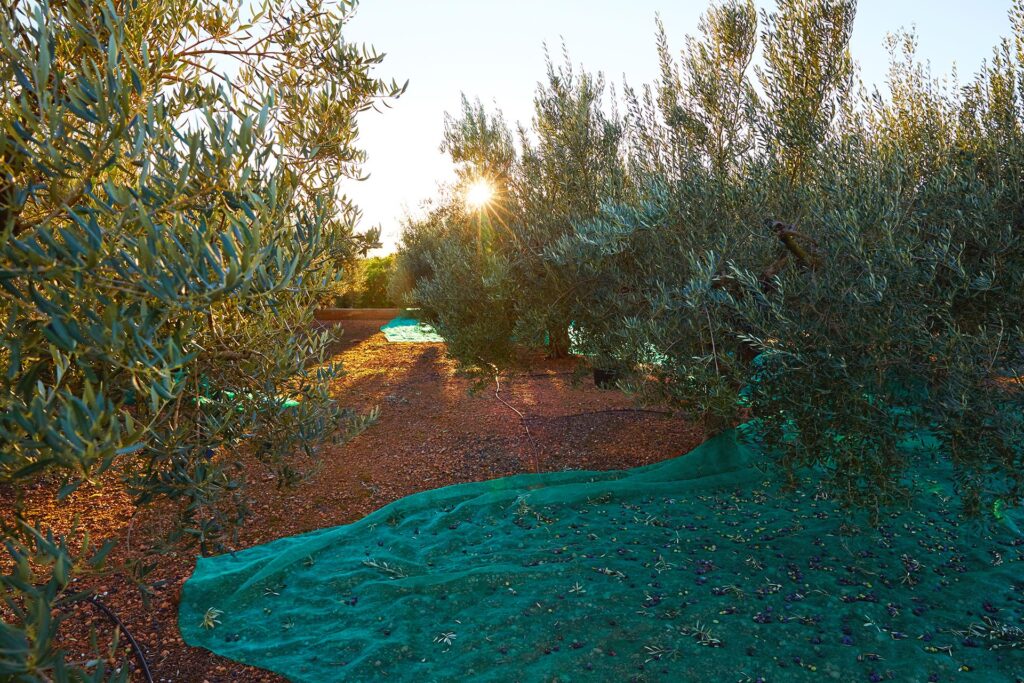 Raccolta delle Olive