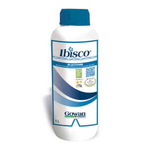 Ibisco
