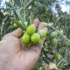 Raccolta Olive