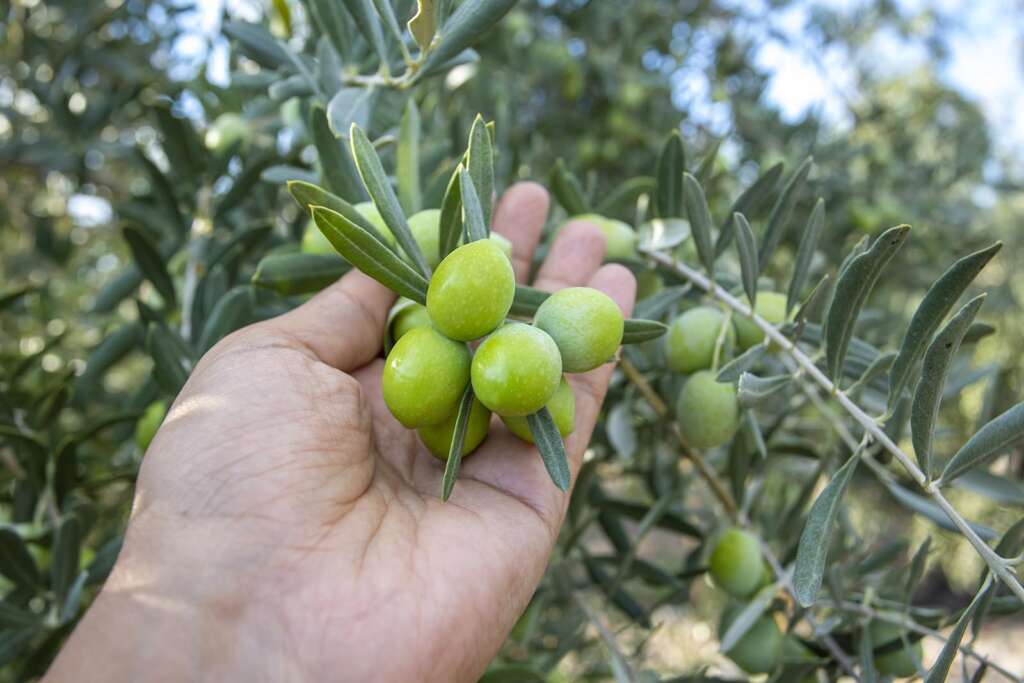 Raccolta Olive